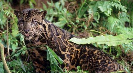 зоопарка маями родиха две леопардчета застрашен вид