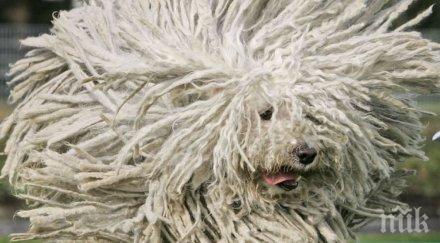 животни имат толкова хубава коса завидиш