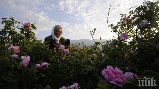 Фонтаните в Карлово пръскат розова вода за Празника на розата