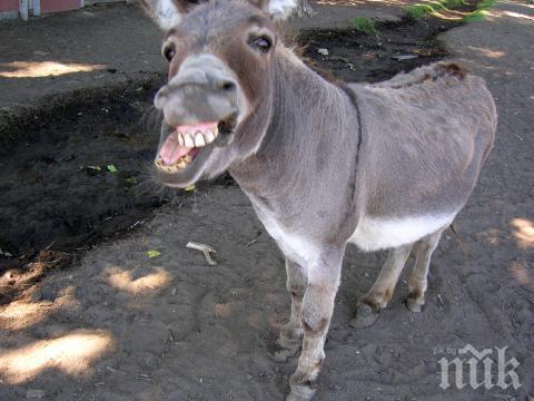 Вижте как да се шегувате с различните зодии по случай първи април