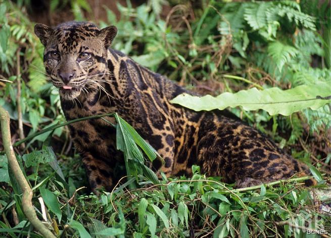 В зоопарка в Маями се родиха две леопардчета от застрашен вид