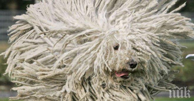 Тези животни имат толкова хубава коса, че да им завидиш!