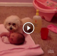 Куче защитава новия член на неговото семейство - сладко бебе. Причината? Невероятно!