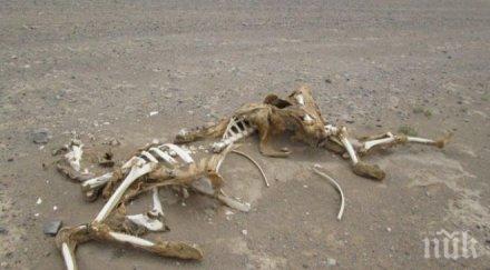 намериха скелет камила век виена