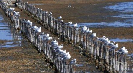 наблюдението птици нас ниша екотуризма