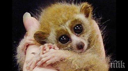 зимният сън лемура съдържа ключ дълъг живот