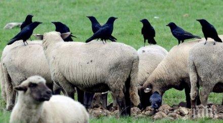 ултразвук плашат гаргите търговище