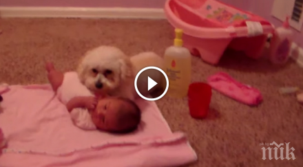 куче защитава новия член неговото семейство сладко бебе причината невероятно