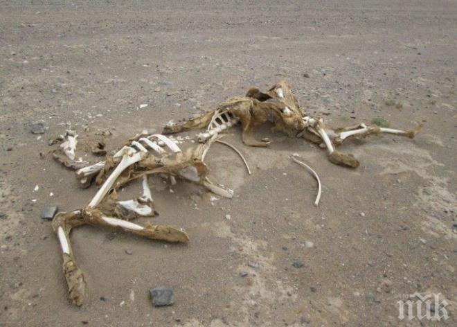 Намериха скелет на камила от 17 век край Виена 
