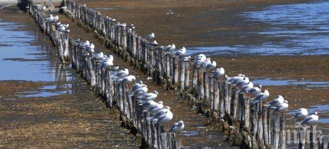 Наблюдението на птици у нас - ниша в екотуризма