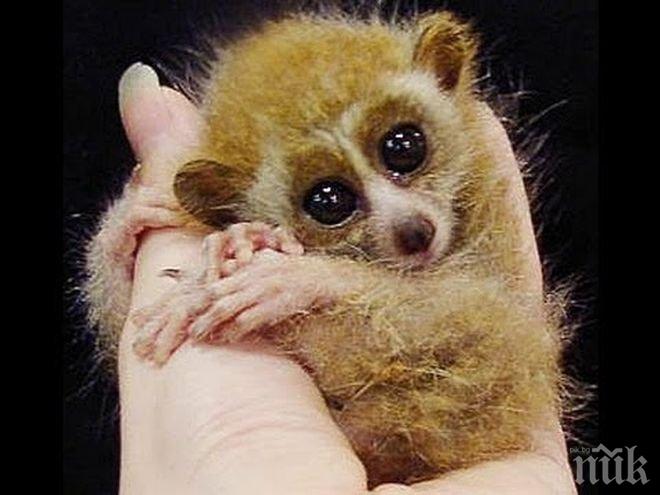 Зимният сън на лемура може да съдържа ключ към по-дълъг живот