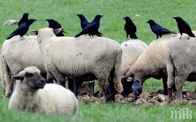 С ултразвук плашат гаргите в Търговище