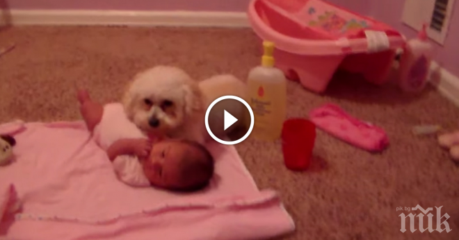 Куче защитава новия член на неговото семейство - сладко бебе. Причината? Невероятно!