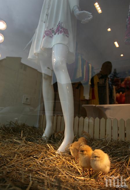 Предпразнично! Живи пиленца красят витрини на магазини в центъра на София