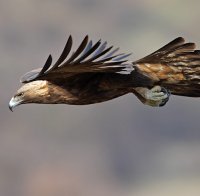 Скален орел опита да изяде бебе в Канада (Видео)