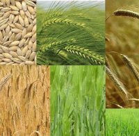 Селското стопанство е на печалба