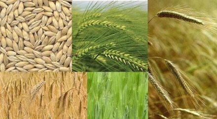 селското стопанство печалба