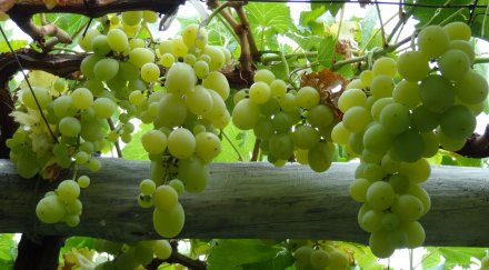 изнасяме двойно грозде русия