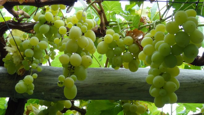 Изнасяме двойно по-малко грозде за Русия