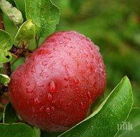 Една ябълка на ден върши чудеса с организма