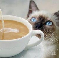 5 болести, от които ни пази кафето