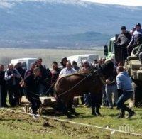 Куриоз! В Годеч празнуват Тодоровден на Лазаровден
