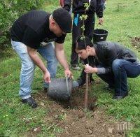 Столичната община засажда 500 дървета в дворовете на детски градини и училища