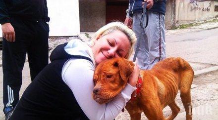 323 кастрираните бездомни животни видин