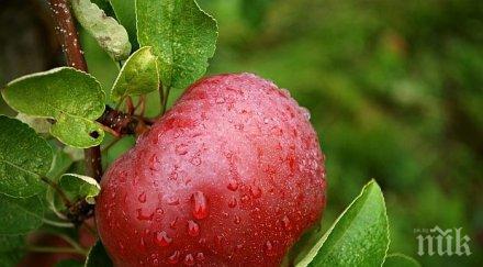 една ябълка ден върши чудеса организма