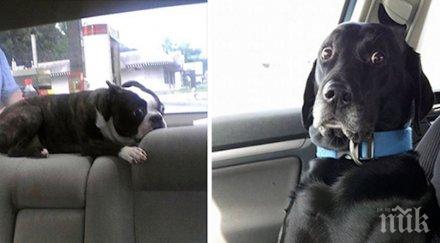 домашни любимци нямаха никаква идея отиват ветеринар тяхната реакция безценна