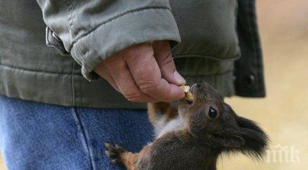 катеричката кипи талисман европейското отборно първенство юни стара загора