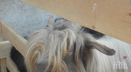 калоферски кози мериха косми рога фестивал кресна