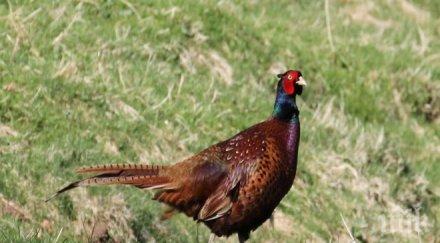 пуснаха фазани парк лаута