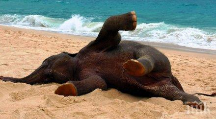 реакцията бебе слон вижда първи път морето очарователна