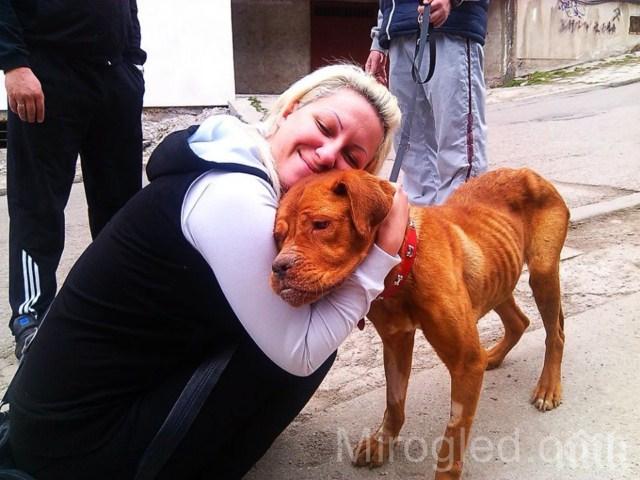 323 са кастрираните бездомни животни във Видин