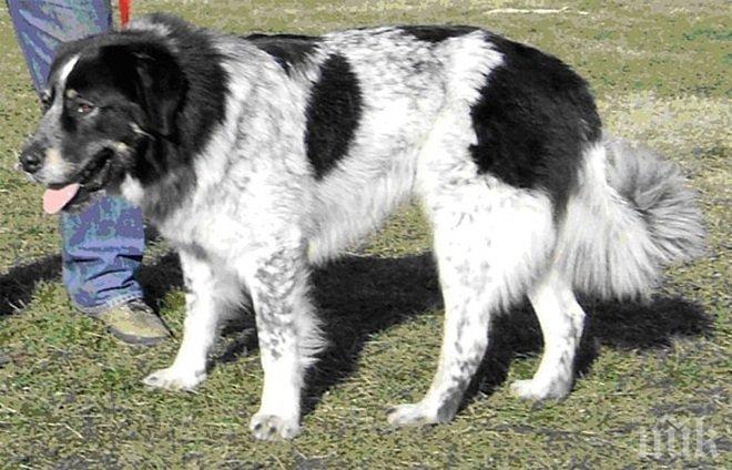 Ухапана от куче русенка осъди общината