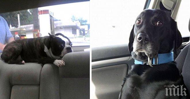 Тези домашни любимци нямаха никаква идея, че отиват на ветеринар. Тяхната реакция? Безценна!