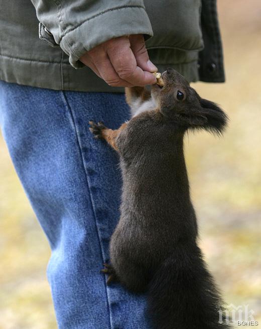 Катеричката Кипи е талисман на Европейското отборно първенство през юни в Стара Загора