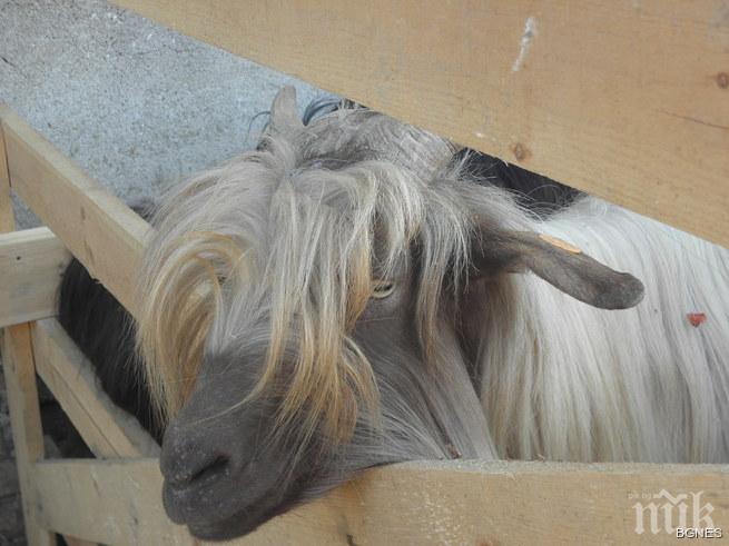 Калоферски кози мериха косми и рога на фестивал в Кресна