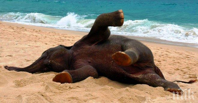 Реакцията на това бебе слон, когато вижда за първи път морето е очарователна!