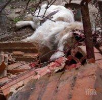 В Дряново разследват убийството на бездомно куче