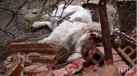 ужас вижте кадри жестокото убийство кучето айтоско
