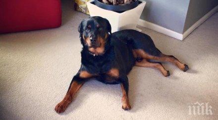 погледни близо домашен любимец видях истината сърцето сви