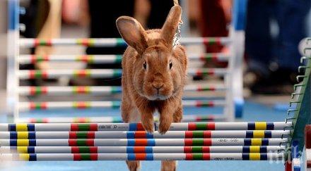 големият заек света дълъг 120