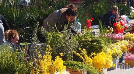варненци стекоха успение богородично цветница