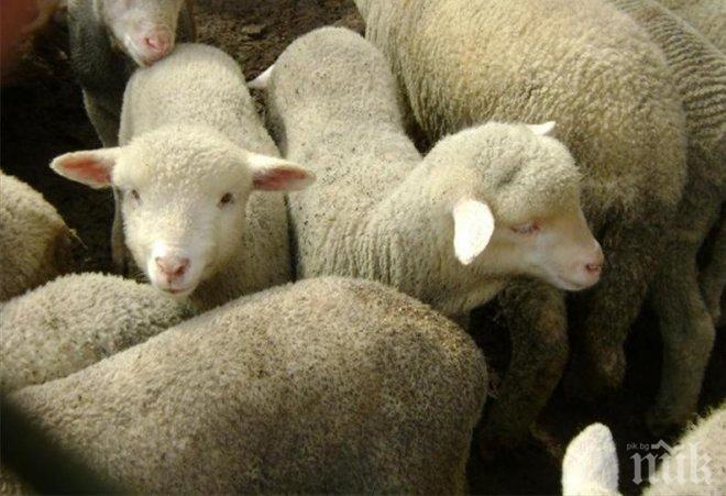 Полецейски патрули ще пазят агнетата преди Великден
