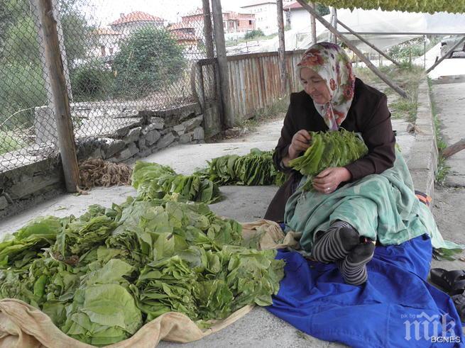 Държавна помощ за тютюна само до 2020 г.