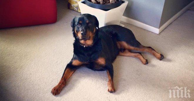 Погледни от близо този домашен любимец. Когато видях истината, сърцето ми се сви!