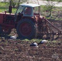 Щъркели се хранят в разорана нива край Варна