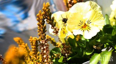 синоптици бан задава температурен шок зимата последните дни истинска пролет градуса великдкен